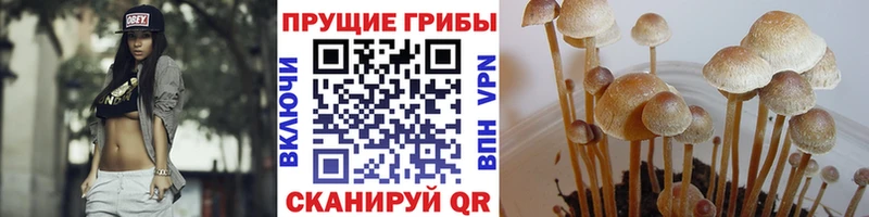 Галлюциногенные грибы Psilocybe  Черепаново 